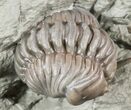 Wide, Enrolled Flexicalymene Trilobite In Shale - Ohio #55402-1